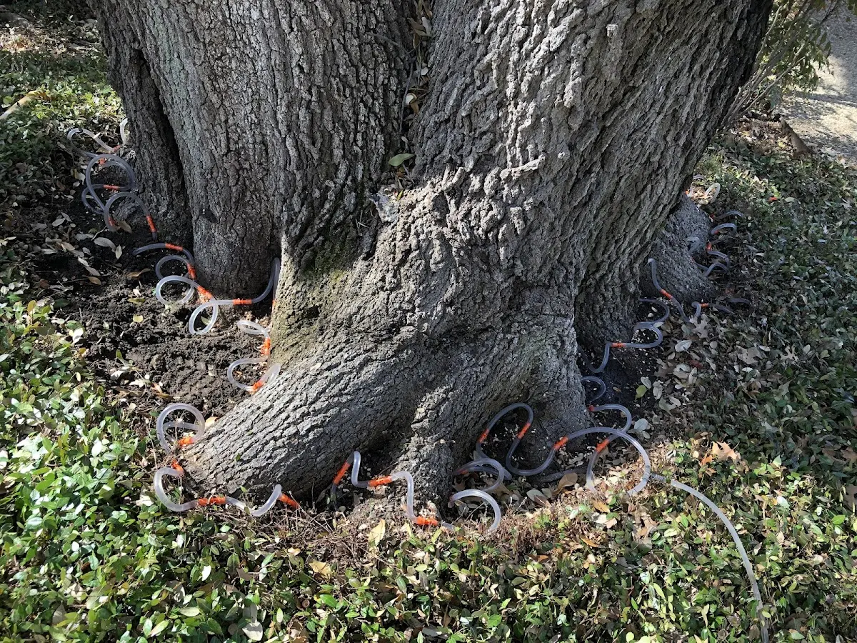 Detailed Tree Cabling and Bracing job site in Orchard Park