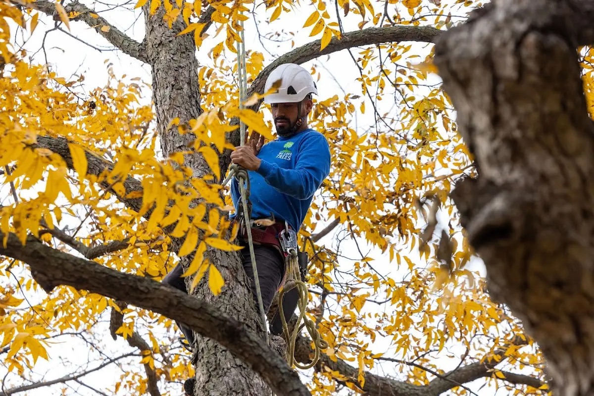 Skilled Storm Damage Cleanup crew working in Orchard Park