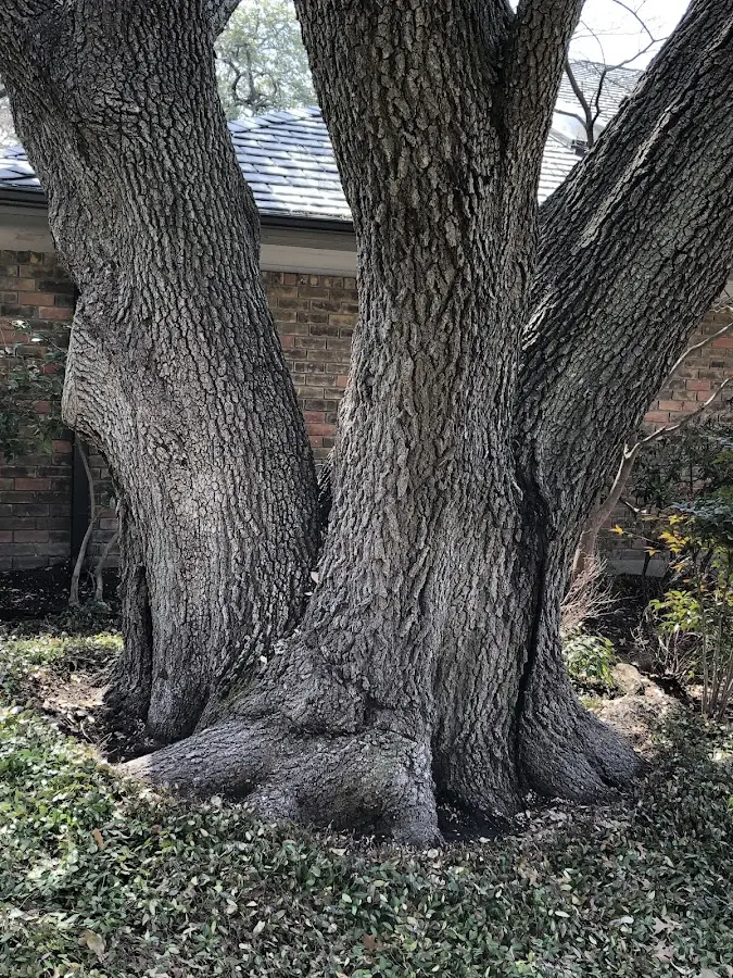 Mature heritage tree close to a Orchard Park property cared for by certified arborists